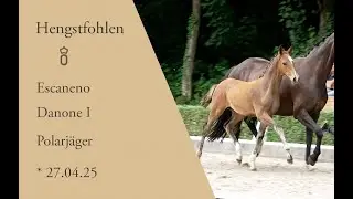 Hengstfohlen von Escaneno x Danone x Polarj&auml;ger