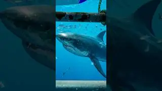 Attacked by Jaws in VR - Subside