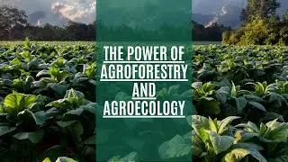 The Power of Agroforestry and Agroecology