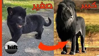 تحول الحيوانات | شاهد اغرب الحيوانات وهي صغيره وهي كبيره !