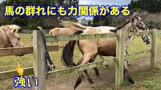 馬の群れにも力関係がある