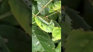 🐛Sawfly Caterpillar 😱