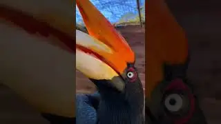 bird 🕊️🐦#animals #cuteanimals #loveanimals #babyanimals #animalsco #igcutest_animals #neturals