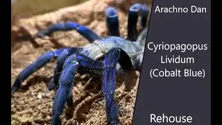 Cyriopagopus Lividum (Cobalt Blue) Rehouse