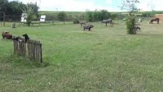 Bogensportplatz Hermanski  in ALZEY - HEIMERSHEIM