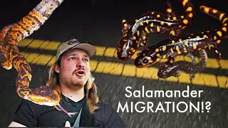 I Only Get to See This ONCE a YEAR! Tiger Salamander MIGRATION!!