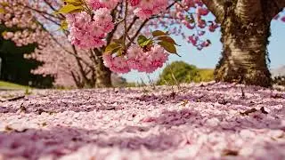 Relaxing Nature Ambience | Spring Calm Background