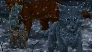 Blaustern & Eichenherz//Warrior Cats