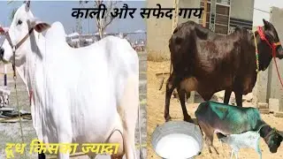 kaalee aur saphed gaay ka doodh! Whose milk is more! #cowmilk #gayadodh हमारे घर की गाय कितना दूध दे