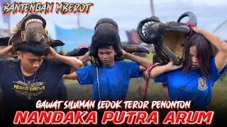 BANTENG SILUMAN LEDOK BERAKSI👻NANDAKA PUTRA ARUM EDISI NGAMUK OBRAK ABRIK PENONTON