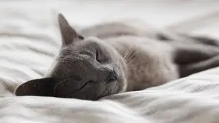 Cat Purring White Noise | Soothing, Kitty, Sleep, Purr, Feline, Ambience, Animal, Sound | 12 Hrs 4K
