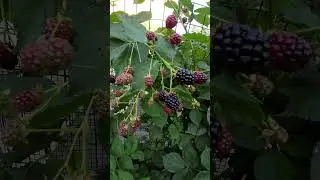 Come Take a Walk with Me: My Garden Sanctuary #organicgardening #mygarden