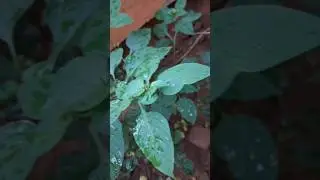 मकोय / bhatkoiya / Nightshade   #ayurvedic #short