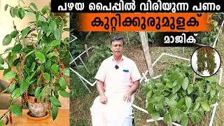 അതിശയ ജാക്കും കൊട്ടിയൂർ കുരുമുളകും|കുലകുത്തി കായ്ക്കുന്ന പ്ലാവും കുരുമുളകും മാത്രം വിൽക്കുന്ന നഴ്സറി