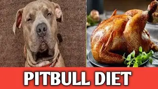 Pitbull full morning diet plan 😊 for 10 month old puppy  diet plan in Hindi,  gain weight #pitbull