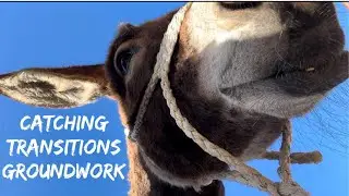 How to Train a Donkey - with Wild Donkey Grace