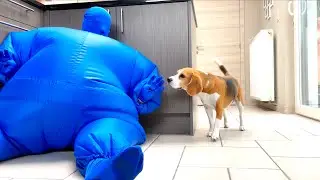 Dogs Dances w/Blue Chub Suit Man : Funny Dog Louie