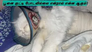 பூனை குட்டி போடவில்லை என்றால் என்ன நடக்கும் தெரிந்துக் கொள்வோம் / cat / Cat life