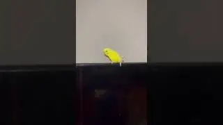 JUMP scare from &ldquo;just a bush budgie&rdquo;.