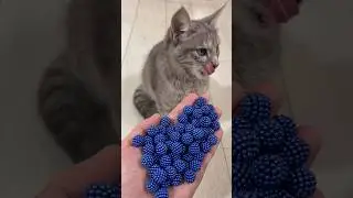 Reverse Cat Beads for Stress Reset