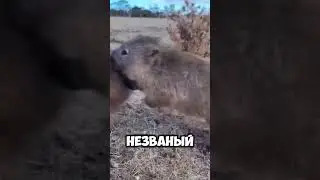 Вомбат