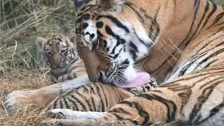 Mother Tiger giving birth in wild