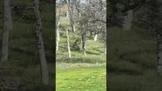 #windowviews #deer