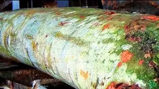 Spectacular Big Sawmill || Best Working Wood Cutting Machine