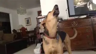 DNA Update: Howling German Shepherd Doberman Pinscher Mix Dog
