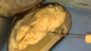 Biology clam video dissection