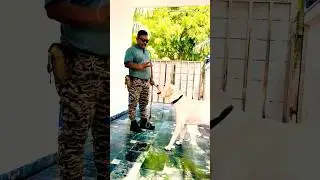 smart Labrador puppy Training #104 #labrador #shorts