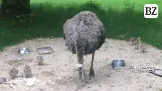 Elf Strau&szlig;en-Babys schl&uuml;pfen im Freiburger Mundenhof
