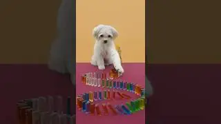 🎲🔥 Fluffy Maltese vs Rainbow Domino Loop!🎥❤️