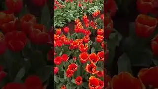 Tulip Farm, Tasmania