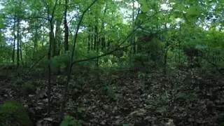 Лес виртуальной реальности - Forest VR