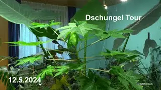 Dschungel Tour der Zimmerpflanzen HPE Dünger von Muddis Erde nach 4 Monaten in der Anwendung