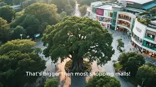 Banyan Tree India &ndash; Widest tree canopy