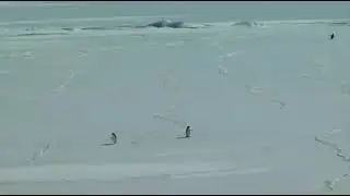 Penguin Depressed|Werner Herzog|Loneless|Motivation|Depressed