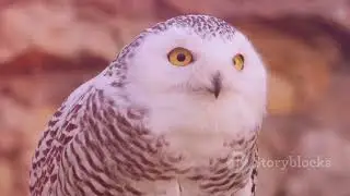 Snowy Owls: Majestic Arctic Hunters Revealed