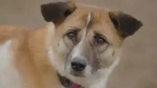 Dog senses
