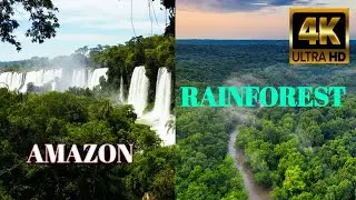 The Amazon: Largest Rainforest In The World || Animals That Call The Jungle Home | Amazon Rainforest