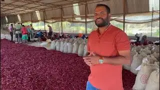 Chilli 🌶️🌶️grading, processing Unit