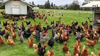 Big chicken. Chicken farm. Hen farm. Animals in world. Pets animals. 