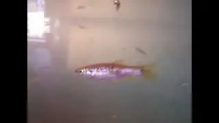 blackline rasbora