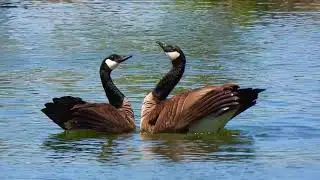 CANADA GEESE making more geese!