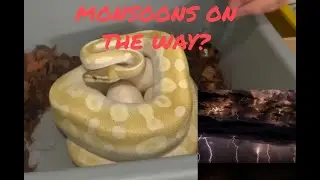 Pulling A Clutch Of Ball Python Eggs!