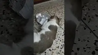 Fighting paper