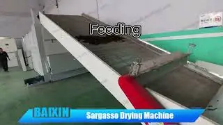 Sargassum seaweed algae drying dryer