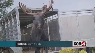 Marty the moose relocated again after Santa Fe capture