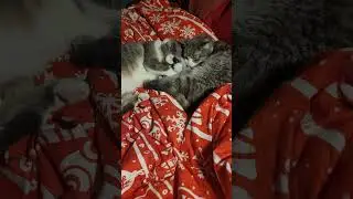 Gray cat cuddle buddies nap time adorable friendship